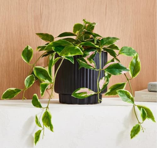 Faux Potted Spiderwort Plant